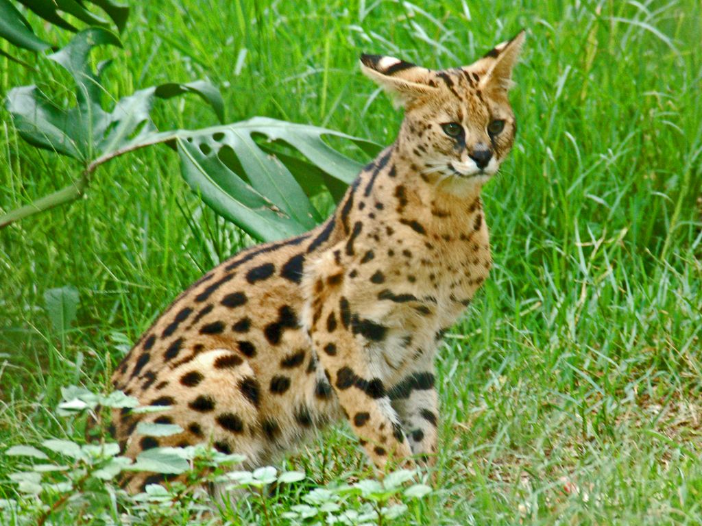 Servals (Image Credits: Wikimedia)