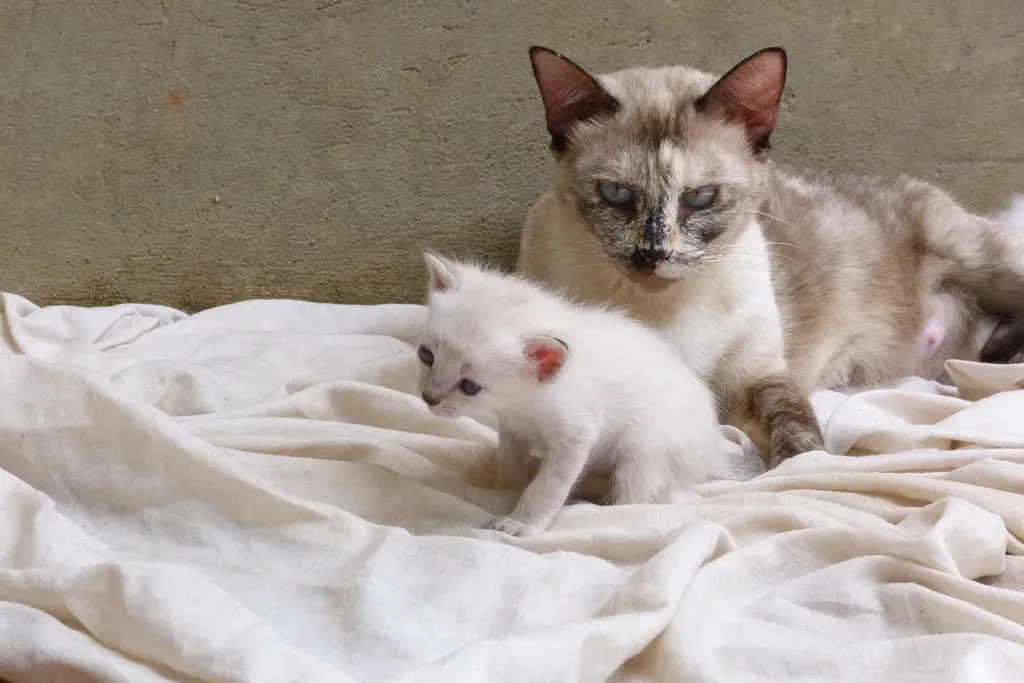 10. The Distress Calls of Kittens (get_together, Flickr, CC BY 2.0)