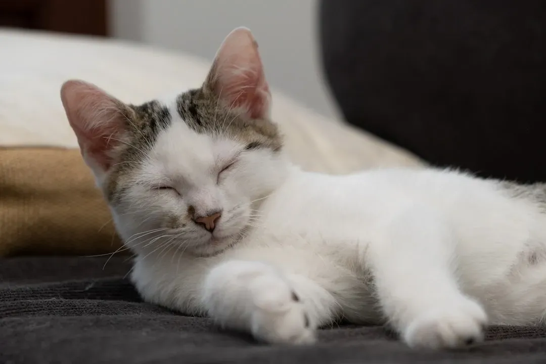 Reading the Twitches: What Your Sleeping Cat's Body Is Telling You (Image Credits: Unsplash)