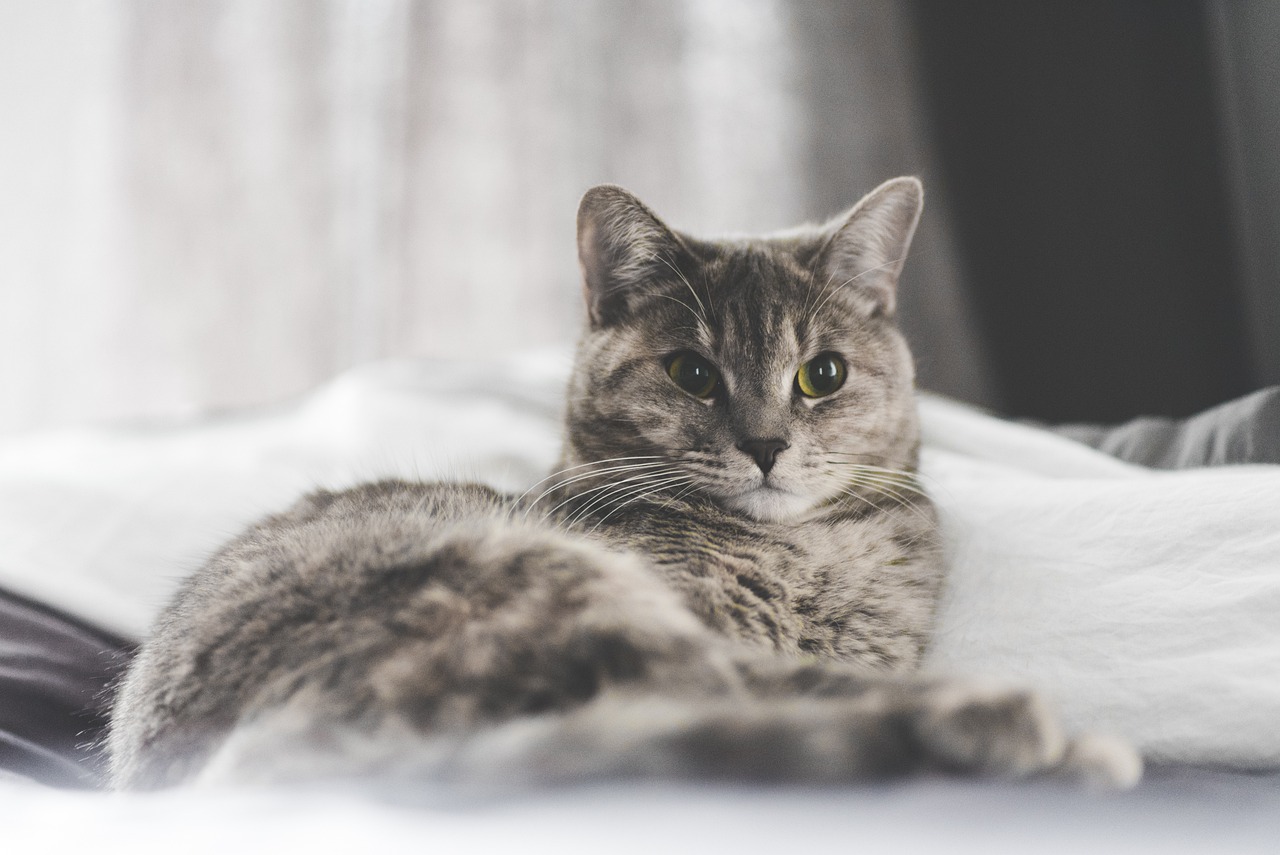 Safety Concerns for Both You and Your Cat (Image Credits: Pixabay)