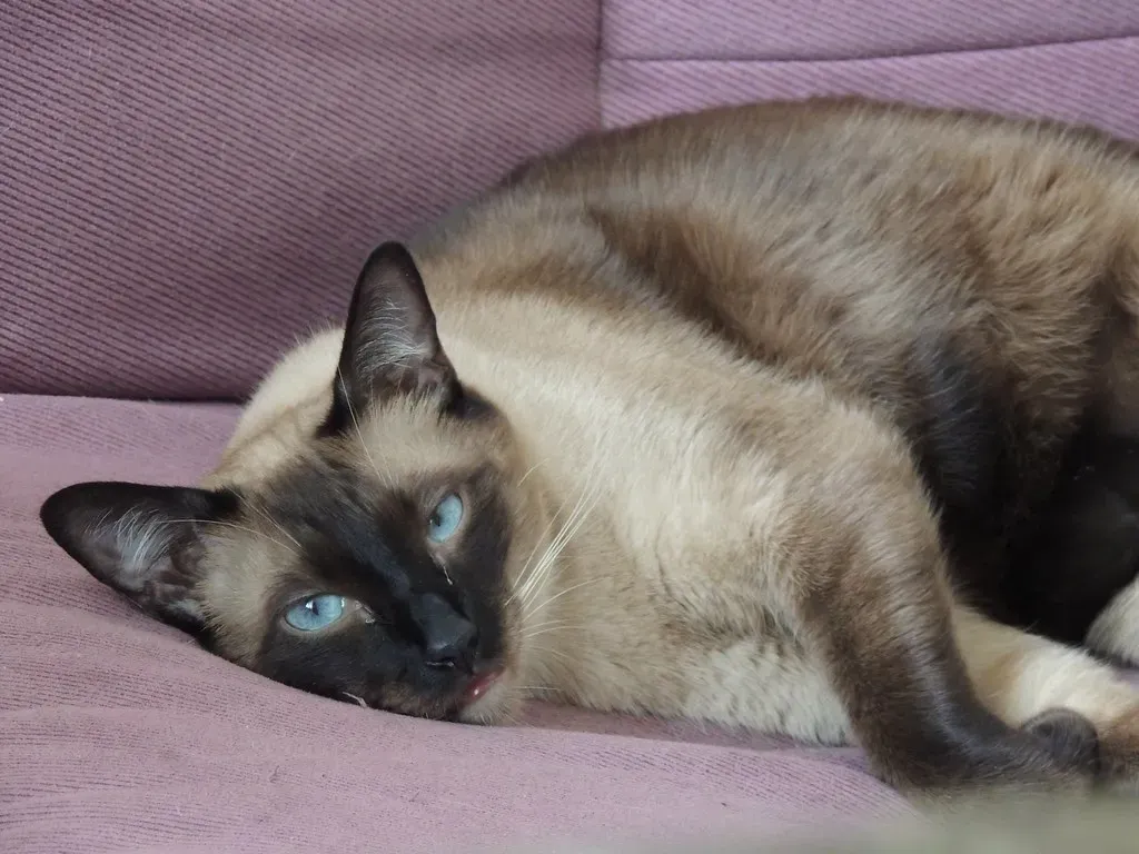 #3 - That "Cross-Eyed" Stare Isn't a Flaw (*Iván Erre Jota*, Flickr, CC BY-SA 2.0)