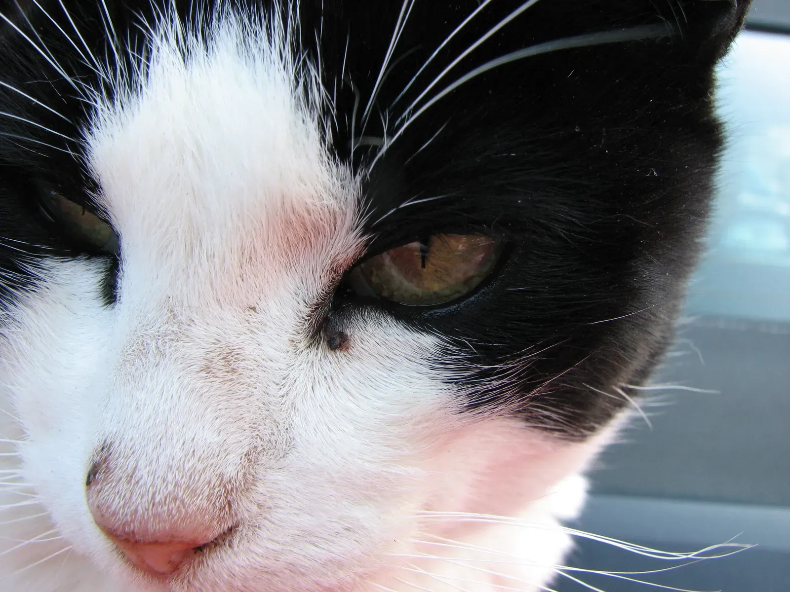 #2 - The Nose-To-Nose Scent Check Upon Your Return (By Photo by and (c)2007 Jina Lee, CC BY-SA 3.0)