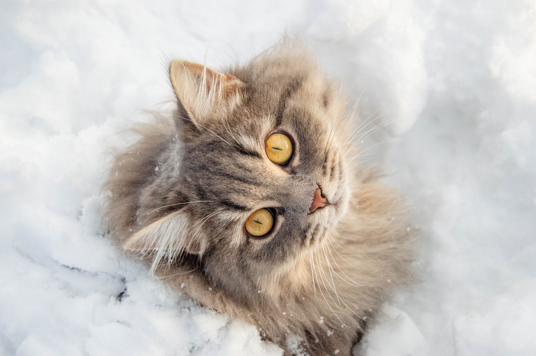 Understanding Natural Cat Insulation (Image Credits: Unsplash)