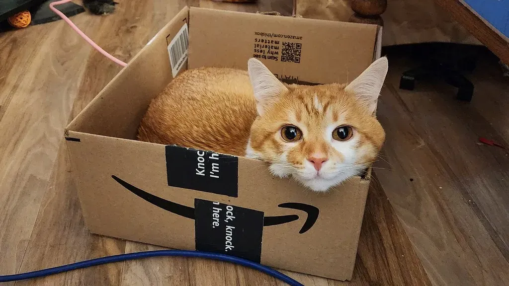 Cardboard Boxes: The Ultimate Feline Fortress (Image Credits: Flickr)