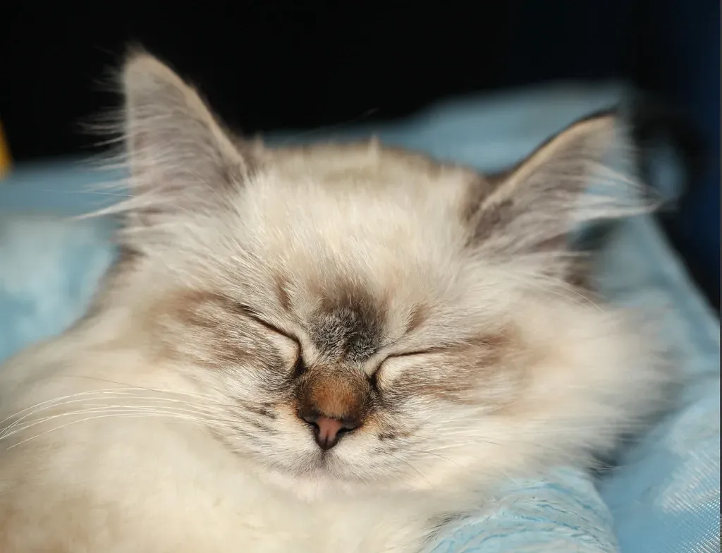 Conclusion: Honoring the Mystery (Image Credits: Flickr)