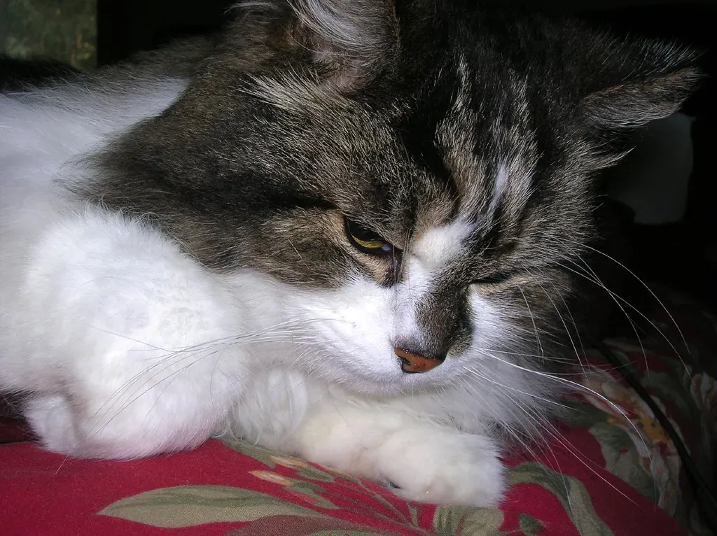 Myth 1: Senior Cats Are Always Grumpy and Unfriendly (Image Credits: Flickr)