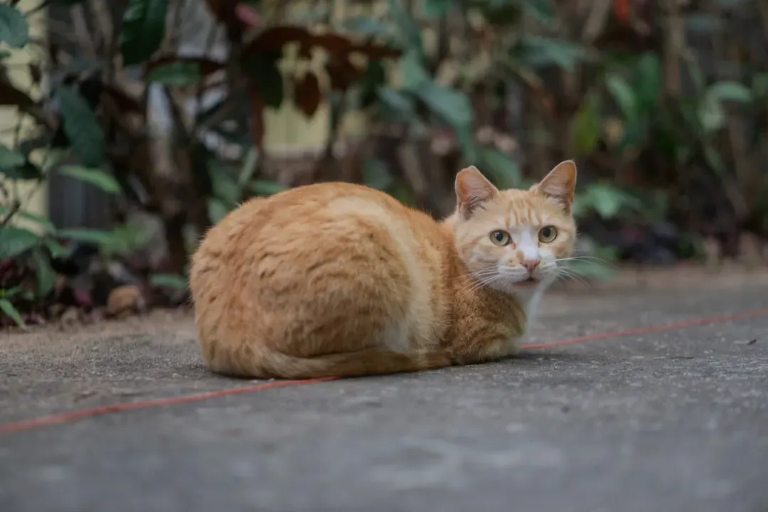 The Cat Loaf: Cute Pose or Calculated Posture? (Image Credits: Unsplash)