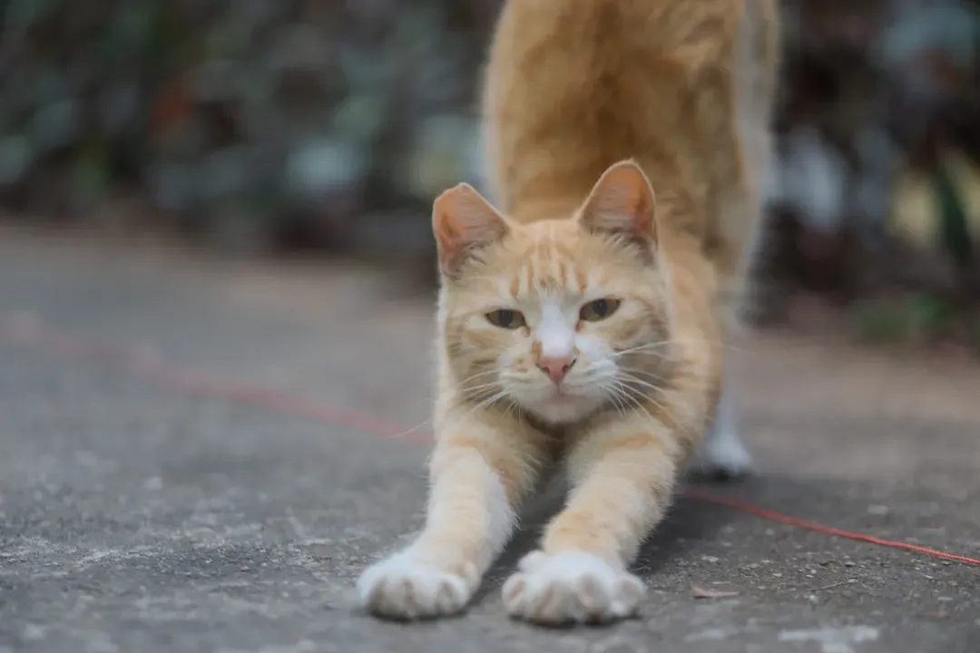 The Play Invitation Hidden in Plain Sight (Image Credits: Unsplash)