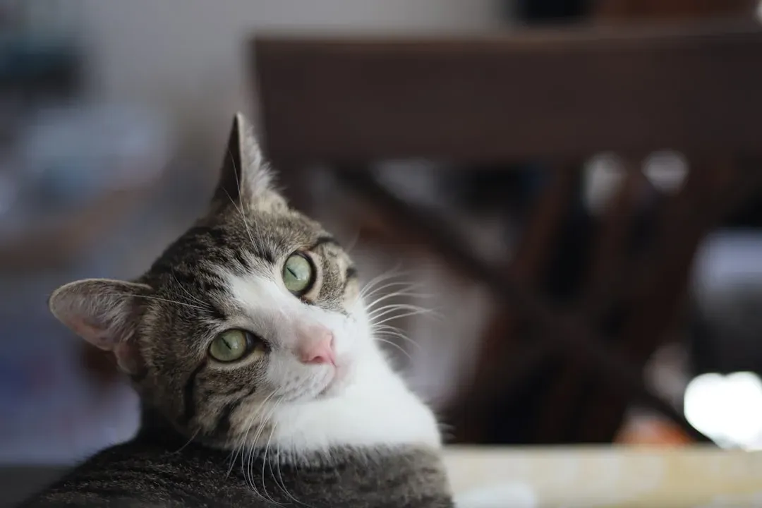 The Purring Gaze That Radiates Contentment (Image Credits: Unsplash)