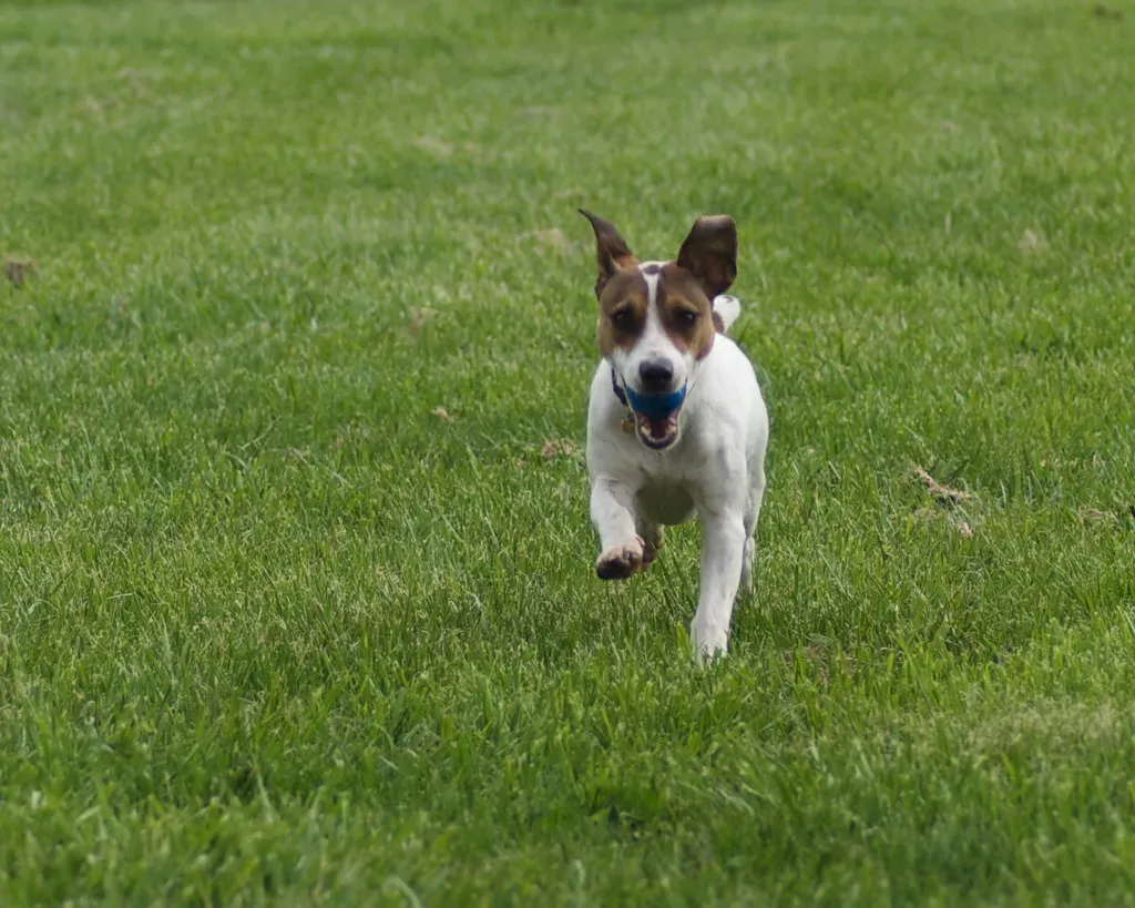 The Role of Prey Drive in the Chase (Image Credits: Flickr)