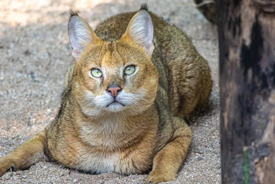 #5 Chausie (Image Credits: Pexels)