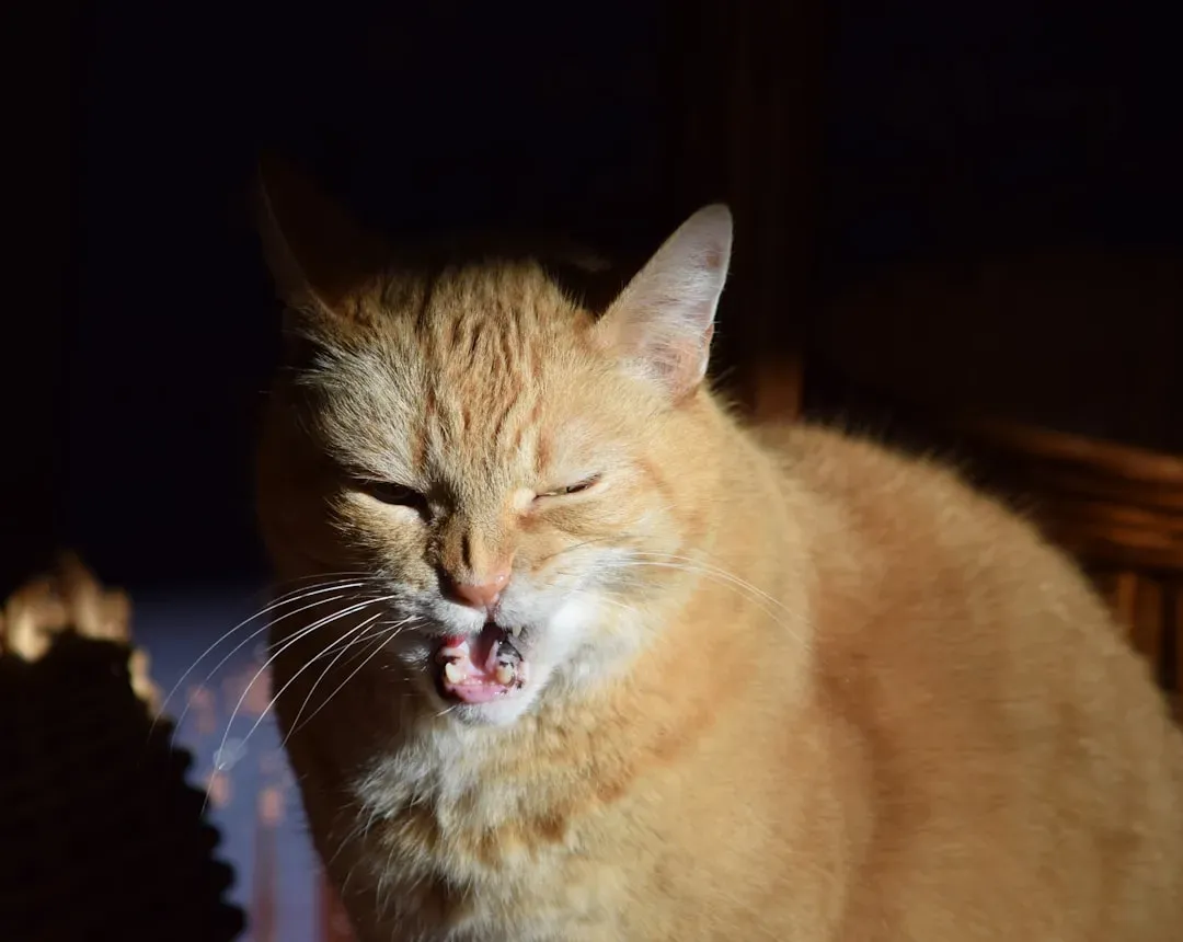 #8 - That 3 A.M. Yowling Is a Message, Not Defiance (Image Credits: Unsplash)