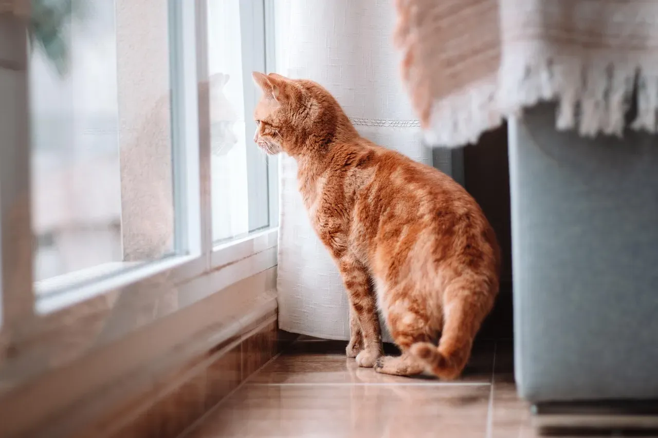 Conclusion: Embracing Your Cat's Window Watching Ritual (Image Credits: Pixabay)