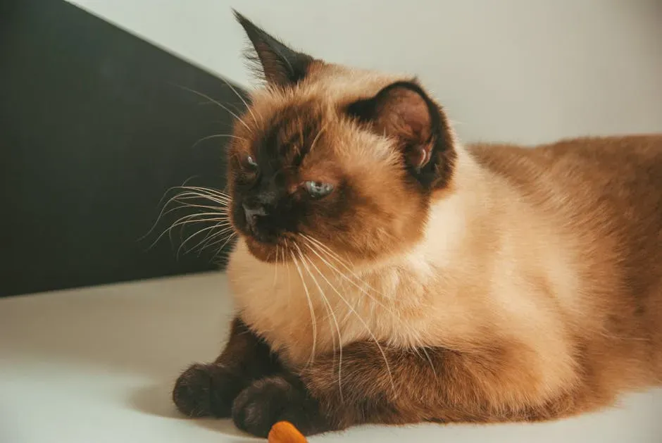 9. Tonkinese: The Best of Both Worlds (Image Credits: Pexels)