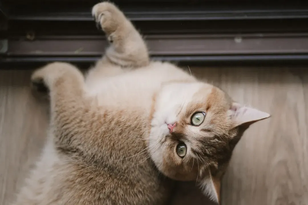 The Bottom Line on Your Cat's Wild Inner Life (Image Credits: Unsplash)