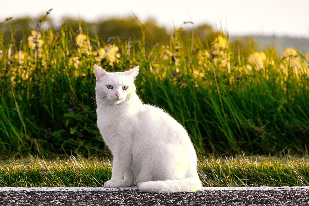 White Cats: The Serene Aristocrats (Image Credits: Pixabay)