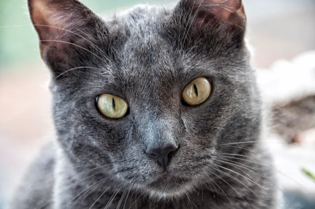 When to Be Concerned About the Stare (Image Credits: Rawpixel)