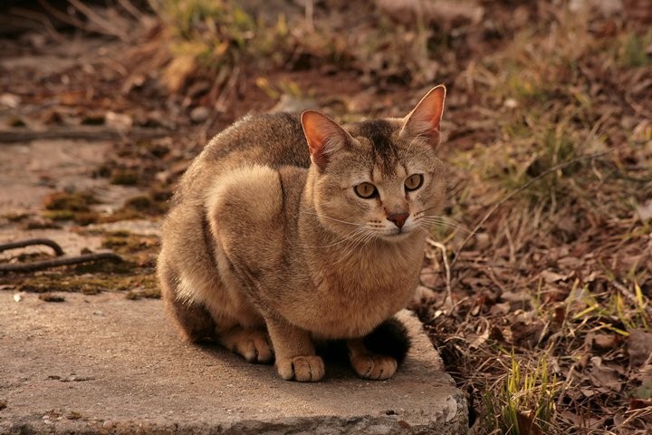 Chausie Cat - The Wild Energy Dynamo (Image Credits: Wikimedia)
