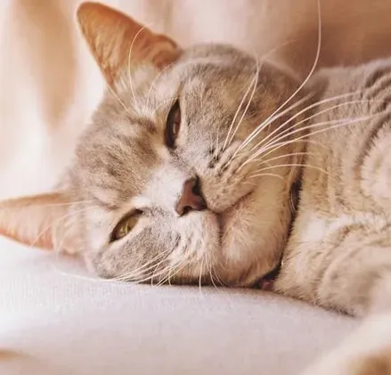 #7 - Stop Assuming a Purring Cat Is Always Happy (Image Credits: Pexels)
