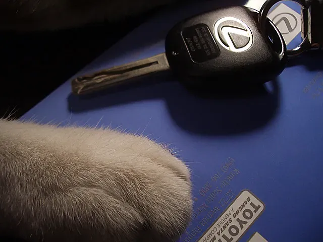 3. Keys, Coins, and Metal Bits: Sound-Based Entertainment (The Marmot, Flickr, CC BY 2.0)