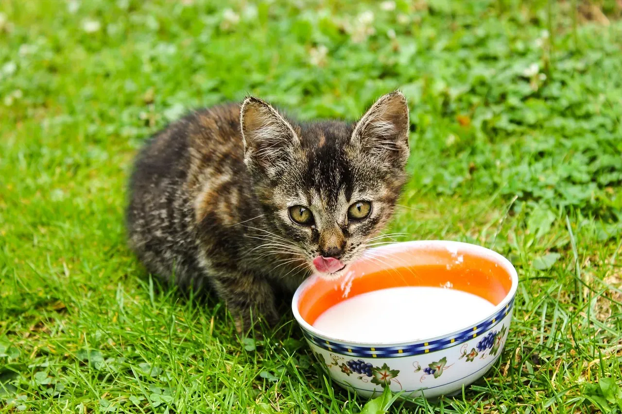 Milk Is Good for Cats (Image Credits: Pixabay)