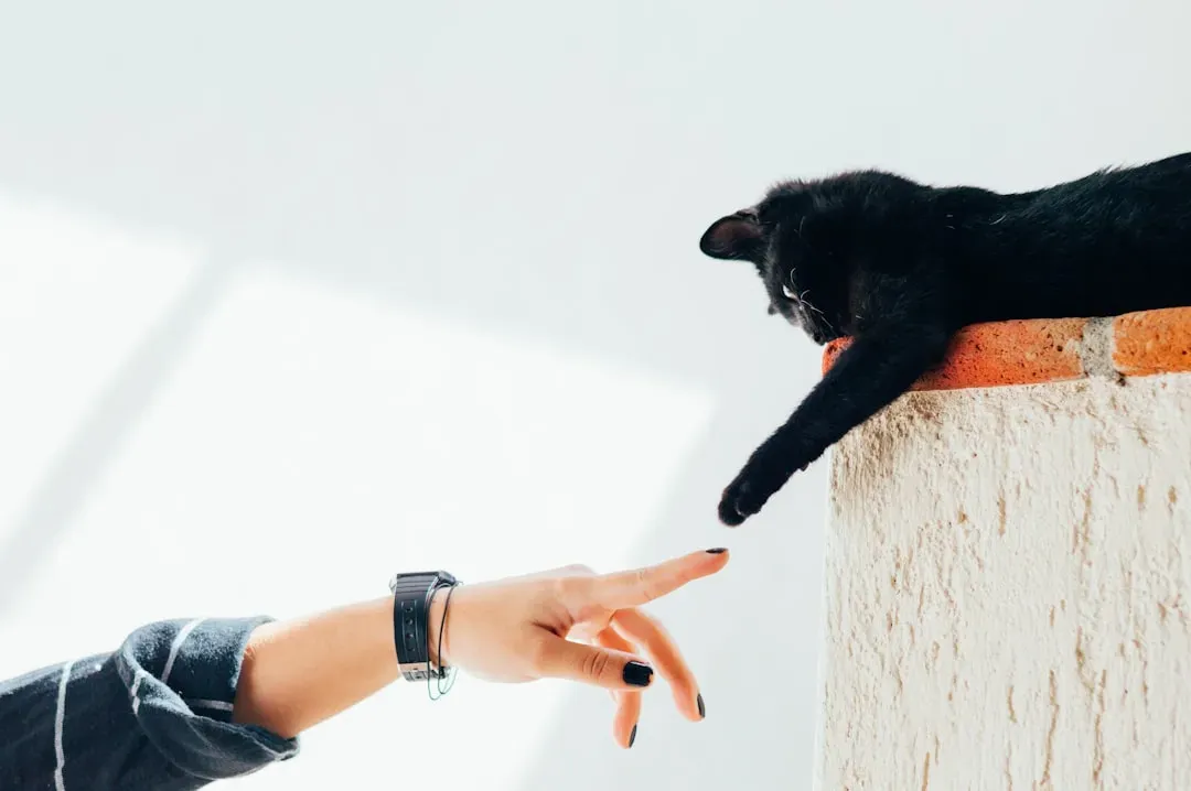 6. Imitation - The Sincerest Form of Feline Flattery (Image Credits: Unsplash)