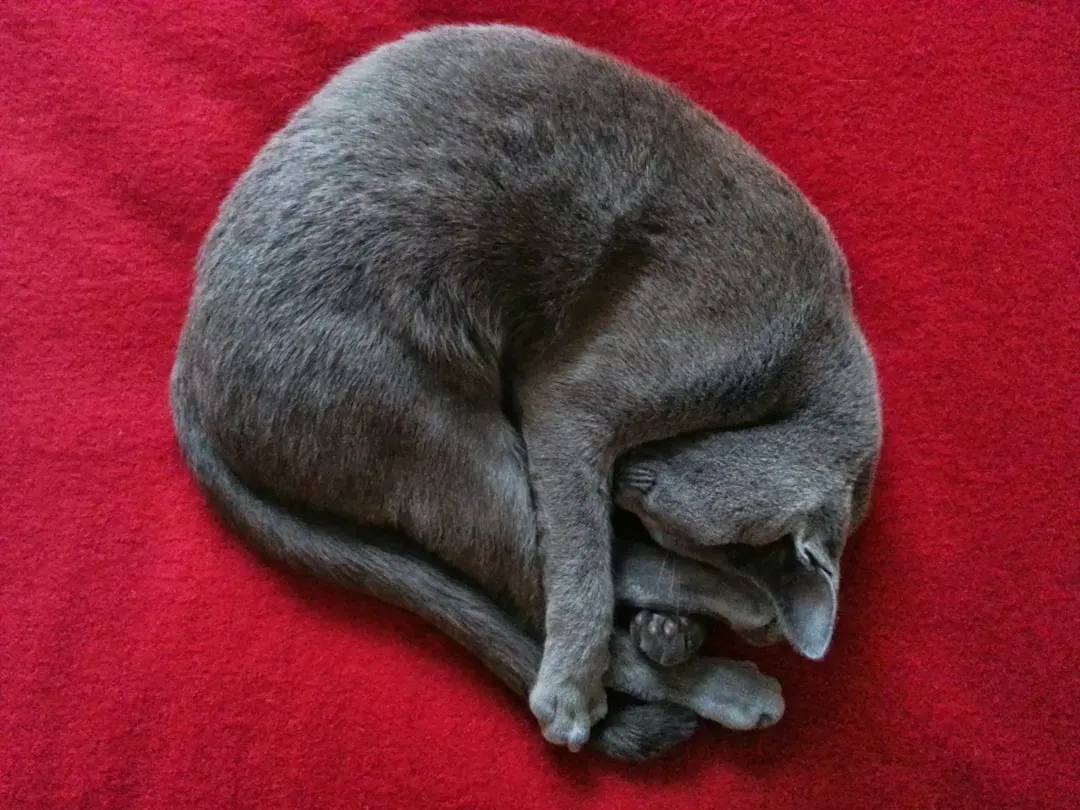 Your Cat's Sleeping Position Is Telling You Something (Image Credits: Unsplash)