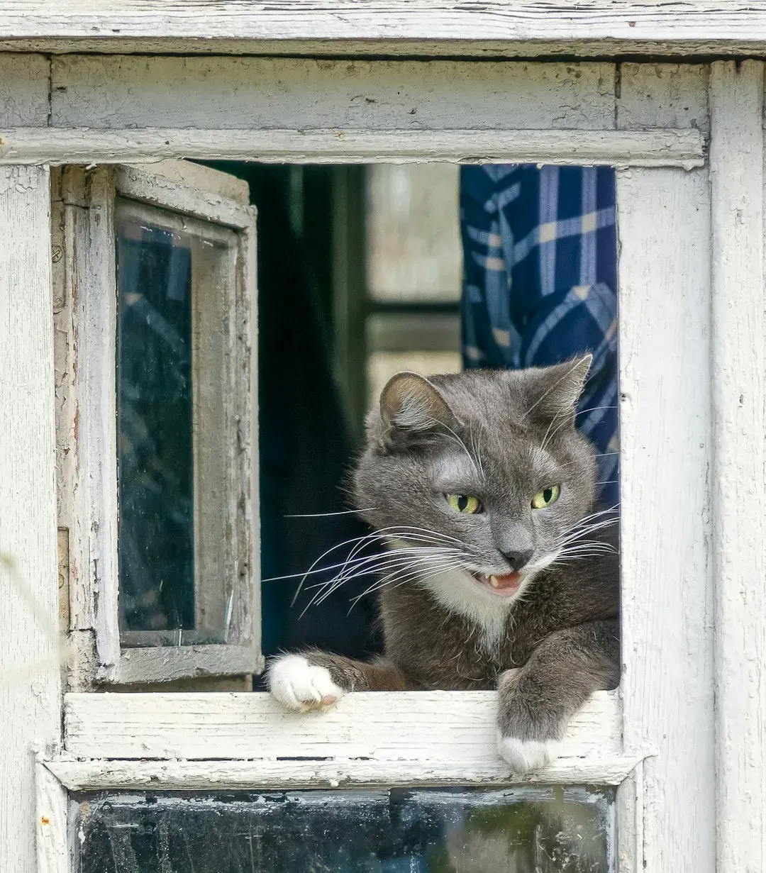 2. Short, Repeated Chirps Near Windows (Image Credits: Unsplash)