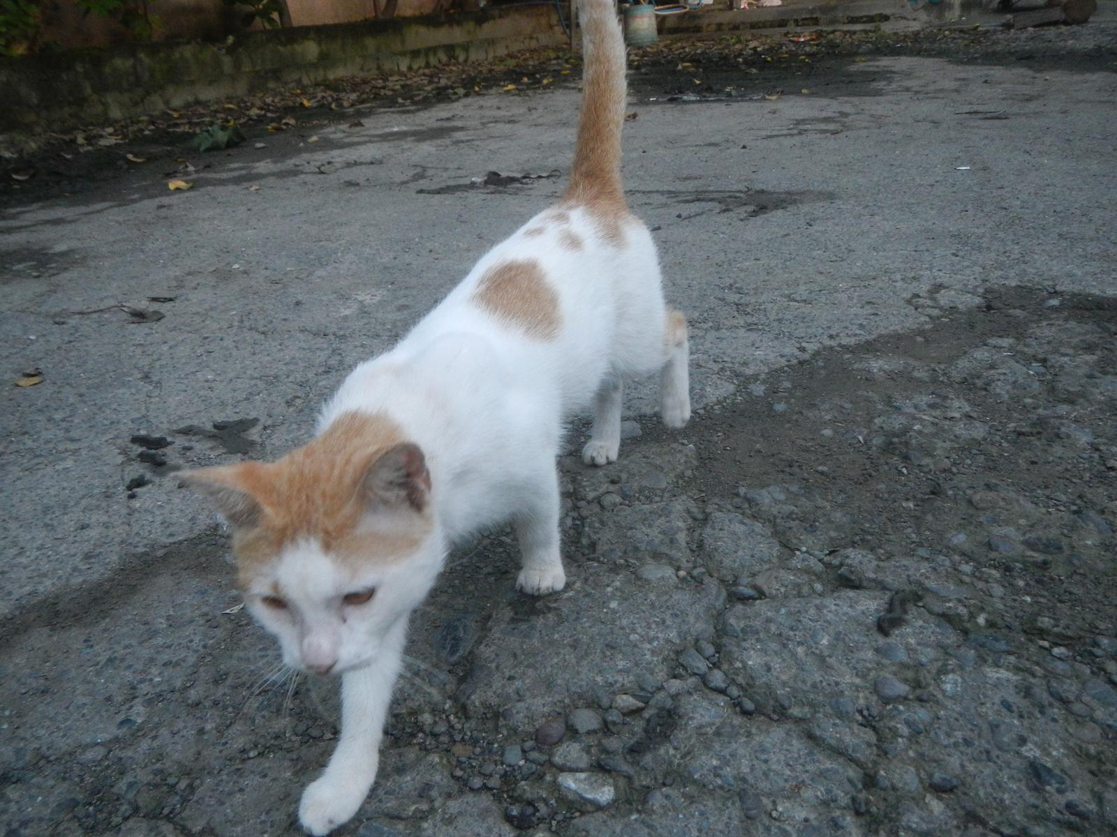 5. Following You Around (Image Credits: Wikimedia)