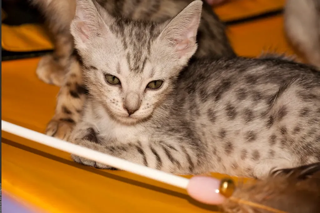 Ocicat: Spotted Beauty with Fierce Intelligence (Image Credits: Flickr)