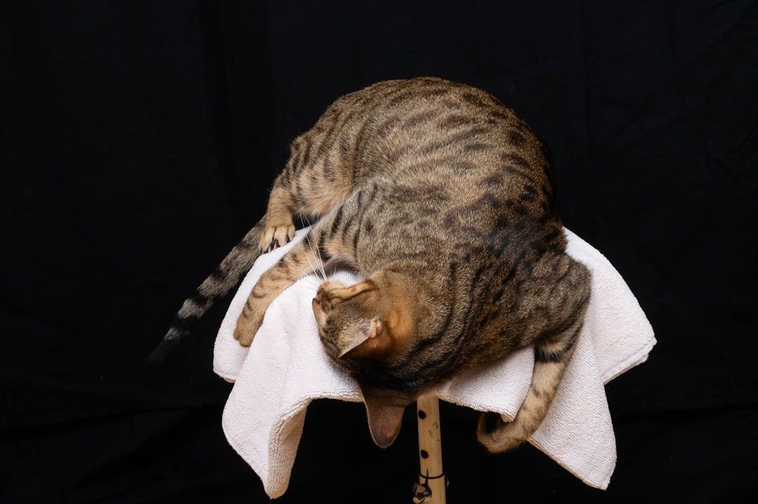 8. Head Bunting and Face Rubbing (Image Credits: Unsplash)