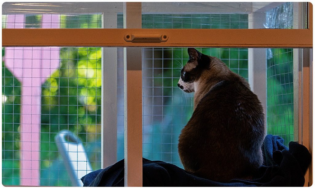 Designing Your Catio: Size, Structure, and Safety First (Image Credits: Flickr)