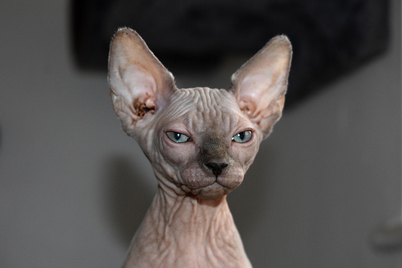 Bambino (Image Credits: Pixabay)