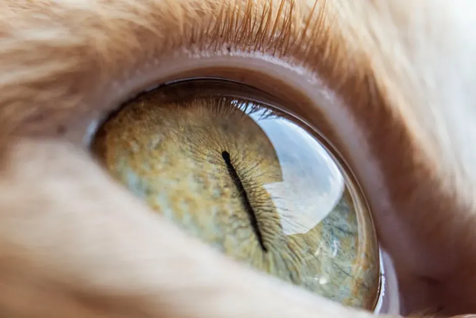 5. Your Cat's Slit Pupils Are a Masterpiece of Optical Engineering (Image Credits: Pexels)