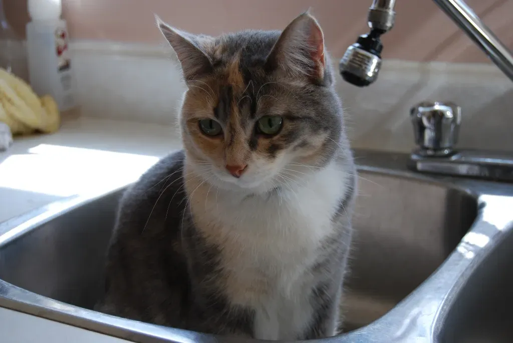 The Bathroom Sink Fortress (Image Credits: Flickr)