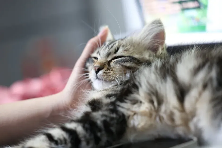 Stress Reduction: Your Cat Is Better Than a Meditation App (Image Credits: Pexels)