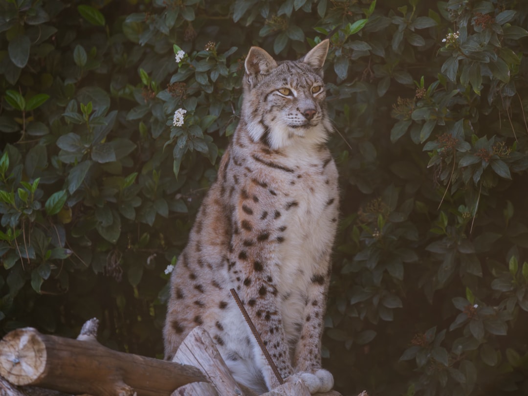Lynx (Image Credits: Unsplash)