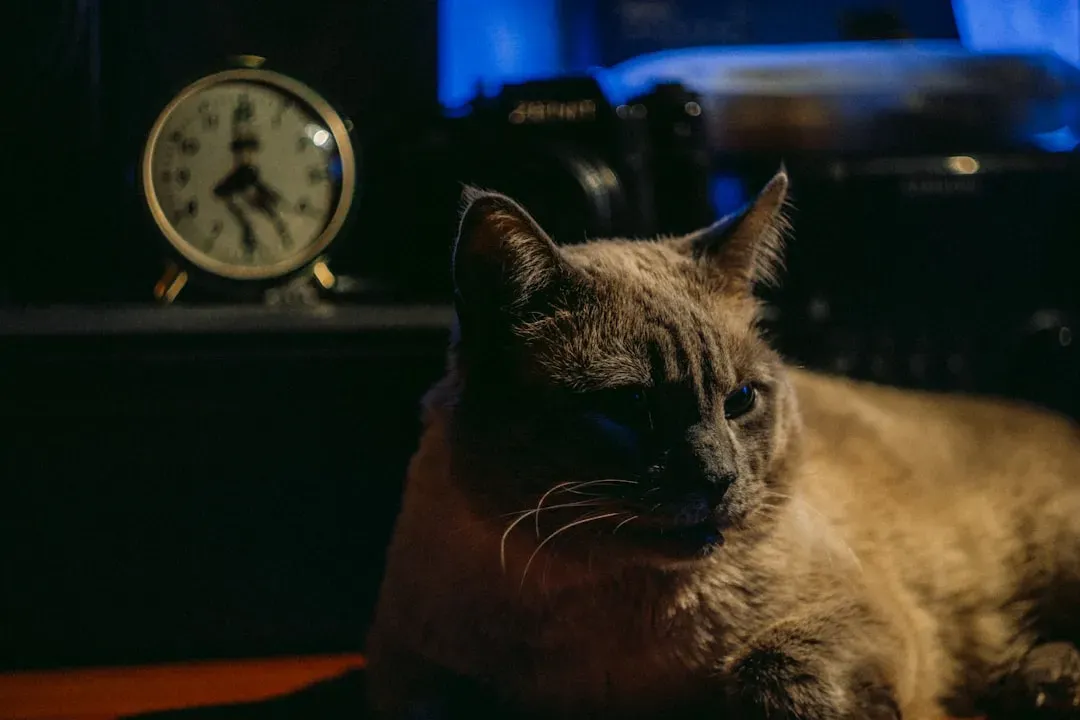 The Nighttime Watch: Your Cat While You Sleep (Image Credits: Unsplash)