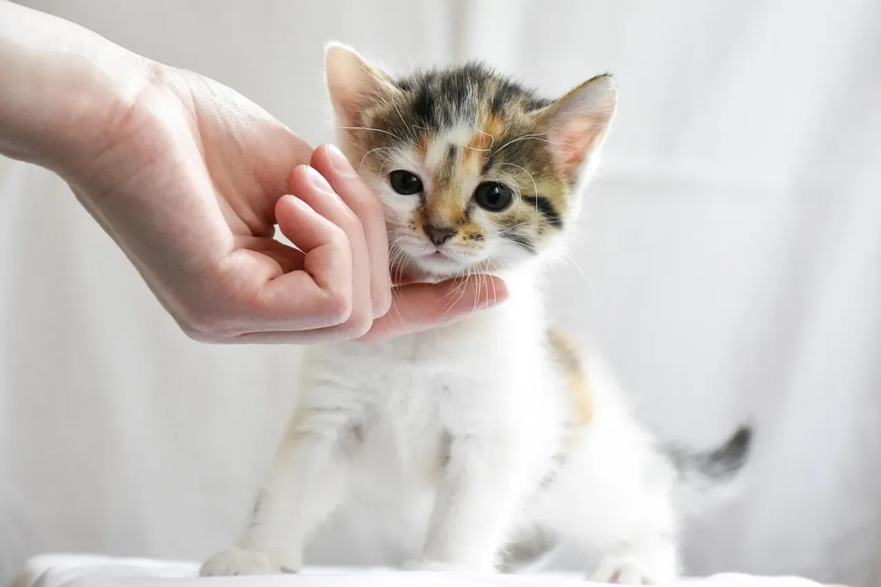 Early Socialization Shapes How Deeply Your Cat Connects (Image Credits: Pixabay)