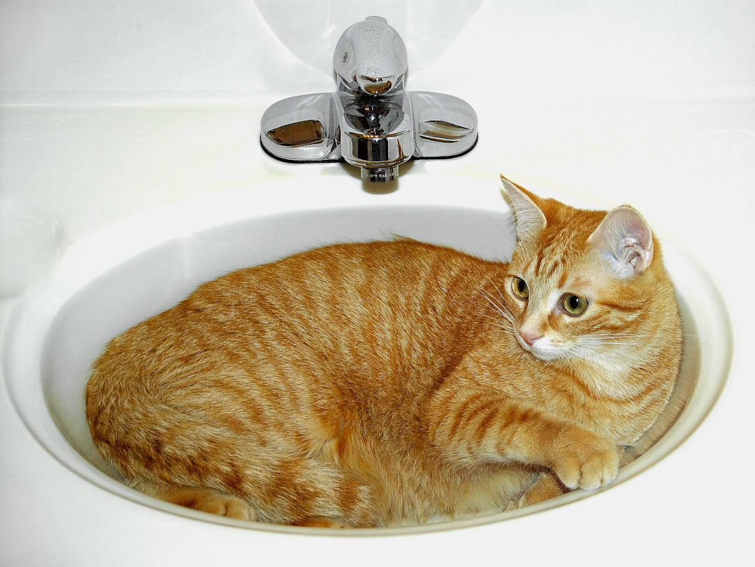 Bathroom Fascination and Water Zones (Image Credits: Unsplash)