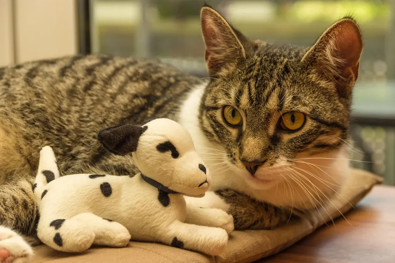 11. The Stuffed Animal (Image Credits: Pixabay)