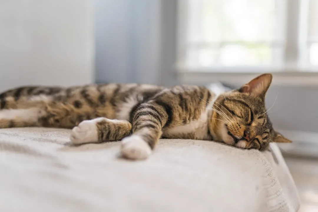 They Sleep Deeply, Peacefully, and Without a Care in the World (Image Credits: Unsplash)
