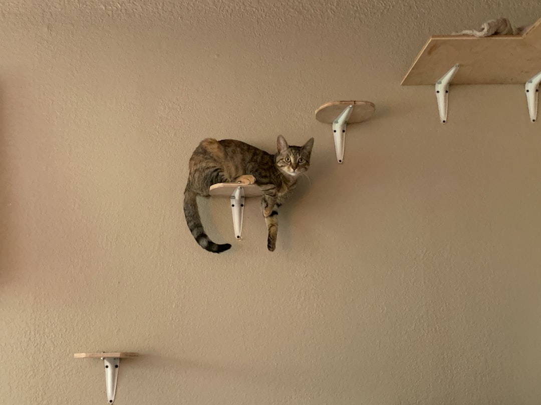 Environmental Enrichment Setup (Image Credits: Unsplash)