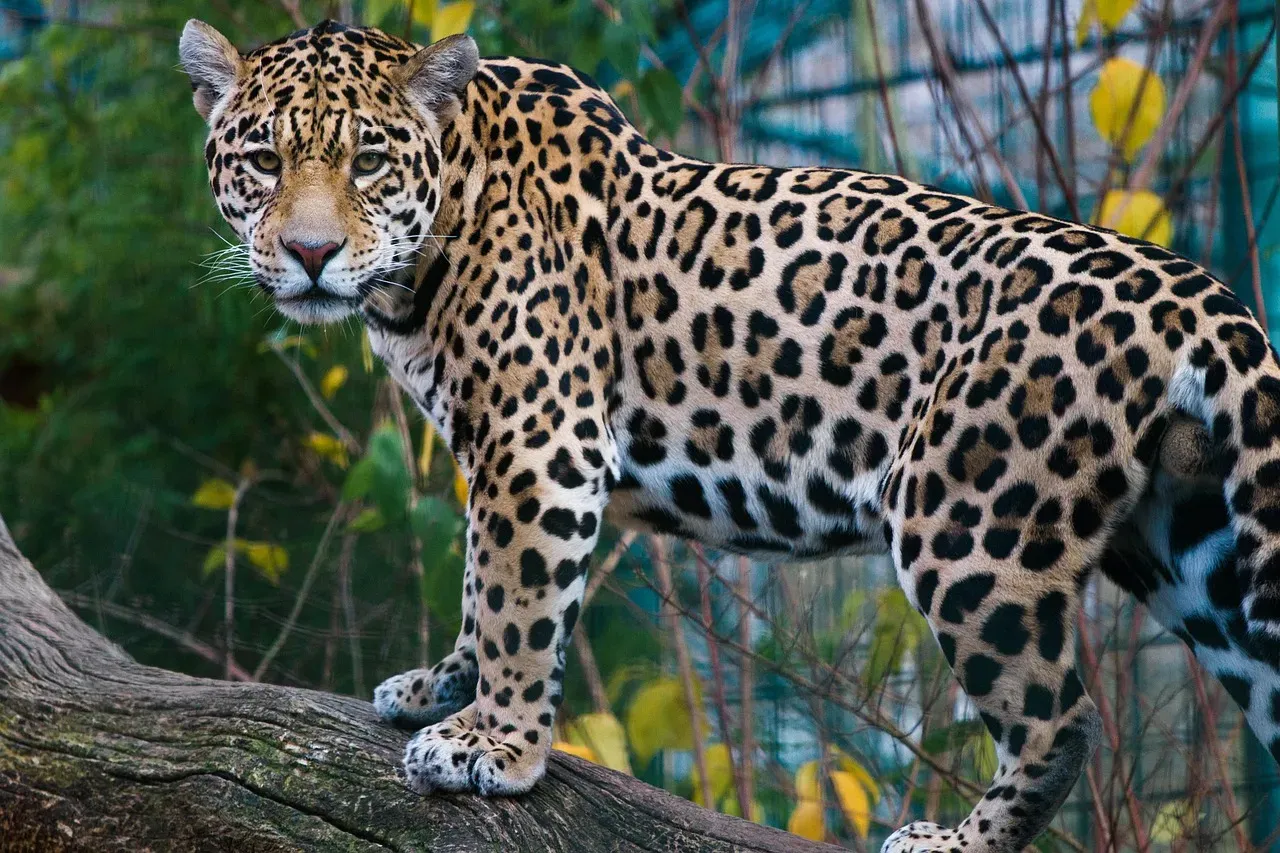 Conclusion: You’re Looking at a Big Cat With a Built-In Superpower (Image Credits: Pixabay)