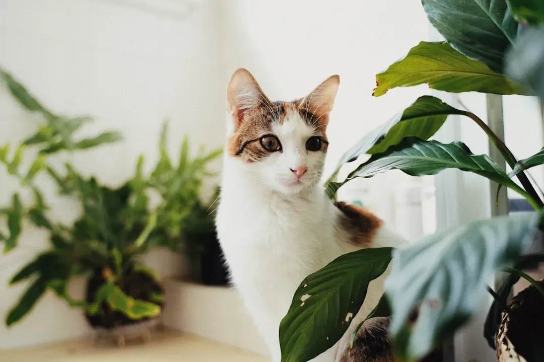 Common Houseplants Beyond Lilies (Image Credits: Unsplash)