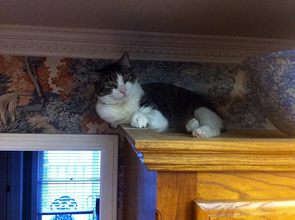 #5. Vertical space to climb and observe (joannapoe, Flickr, CC BY-SA 2.0)
