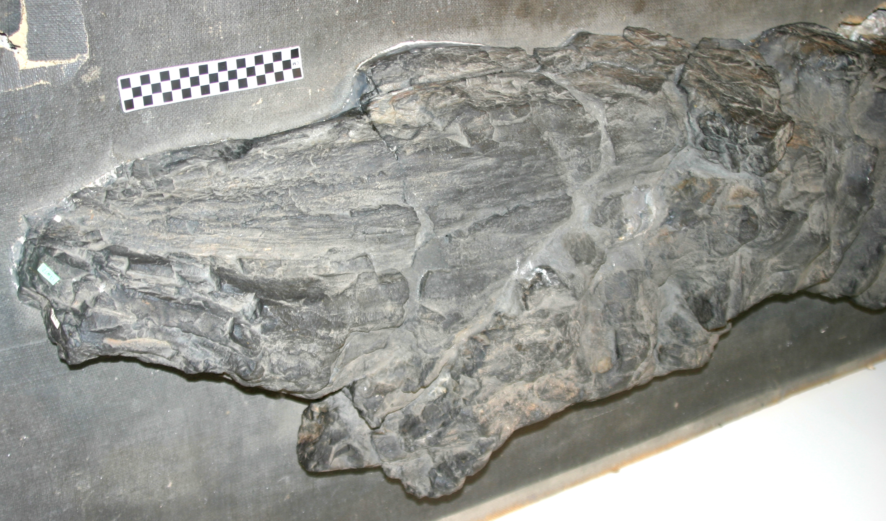 The Mysterious Structure and Growth Patterns (Image Credits: Wikimedia)