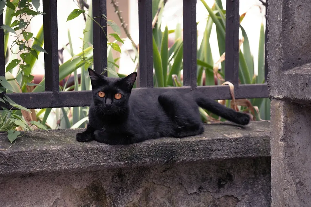 10. Bombay Cats: The Miniature Panthers (Image Credits: Unsplash)