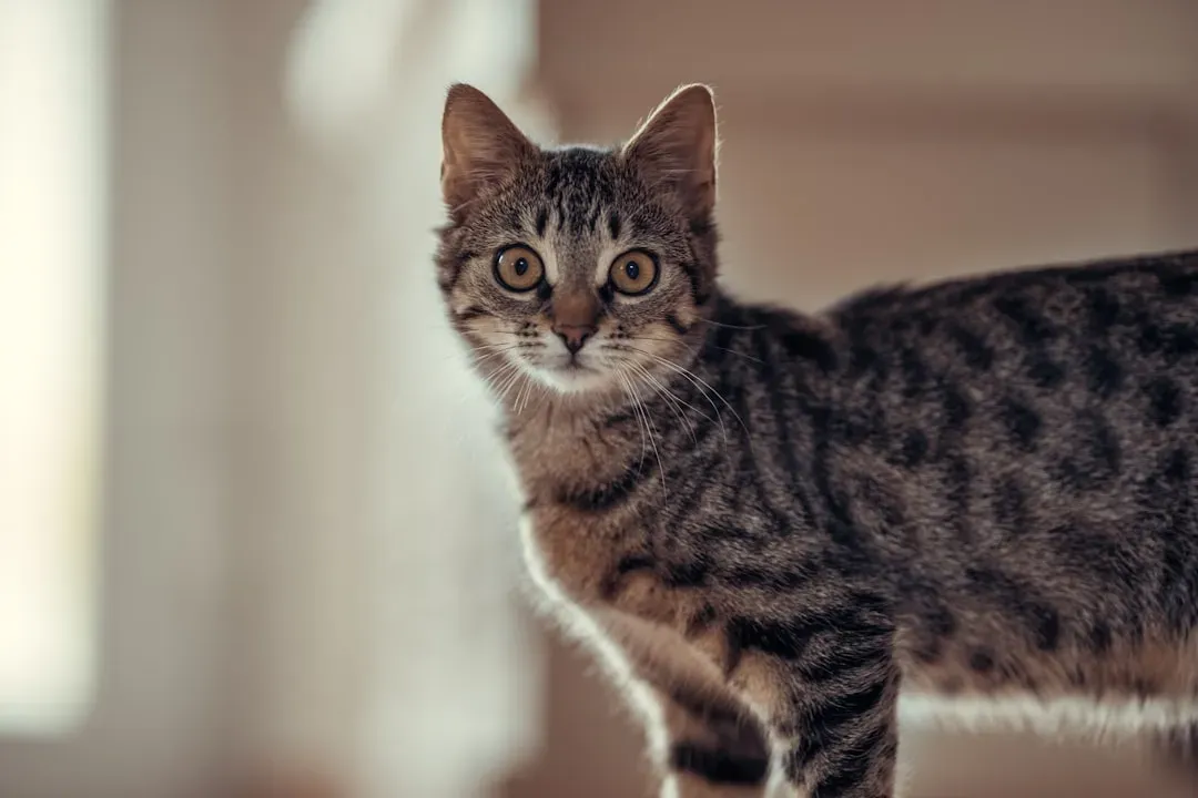The Ancient Hunter Still Lives Inside Your Domestic Cat (Image Credits: Unsplash)