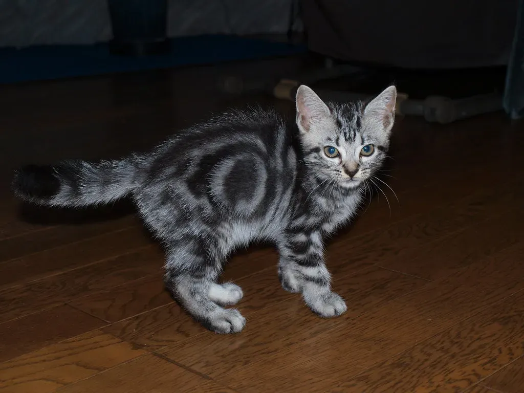 11. American Shorthair: The Laid-Back Loner Who Loves on Their Own Schedule (shishamo72, Flickr, CC BY 2.0)